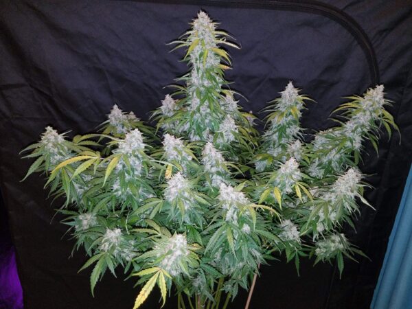 FAST BUDS - Six Shooter Auto (x3) - Imagen 2