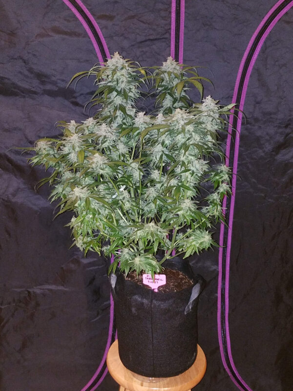 FAST BUDS - Tangie Auto (x3) - Imagen 2
