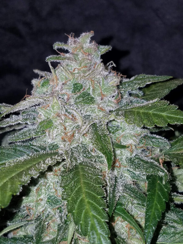 FAST BUDS - Tangie Auto (x3) - Imagen 11