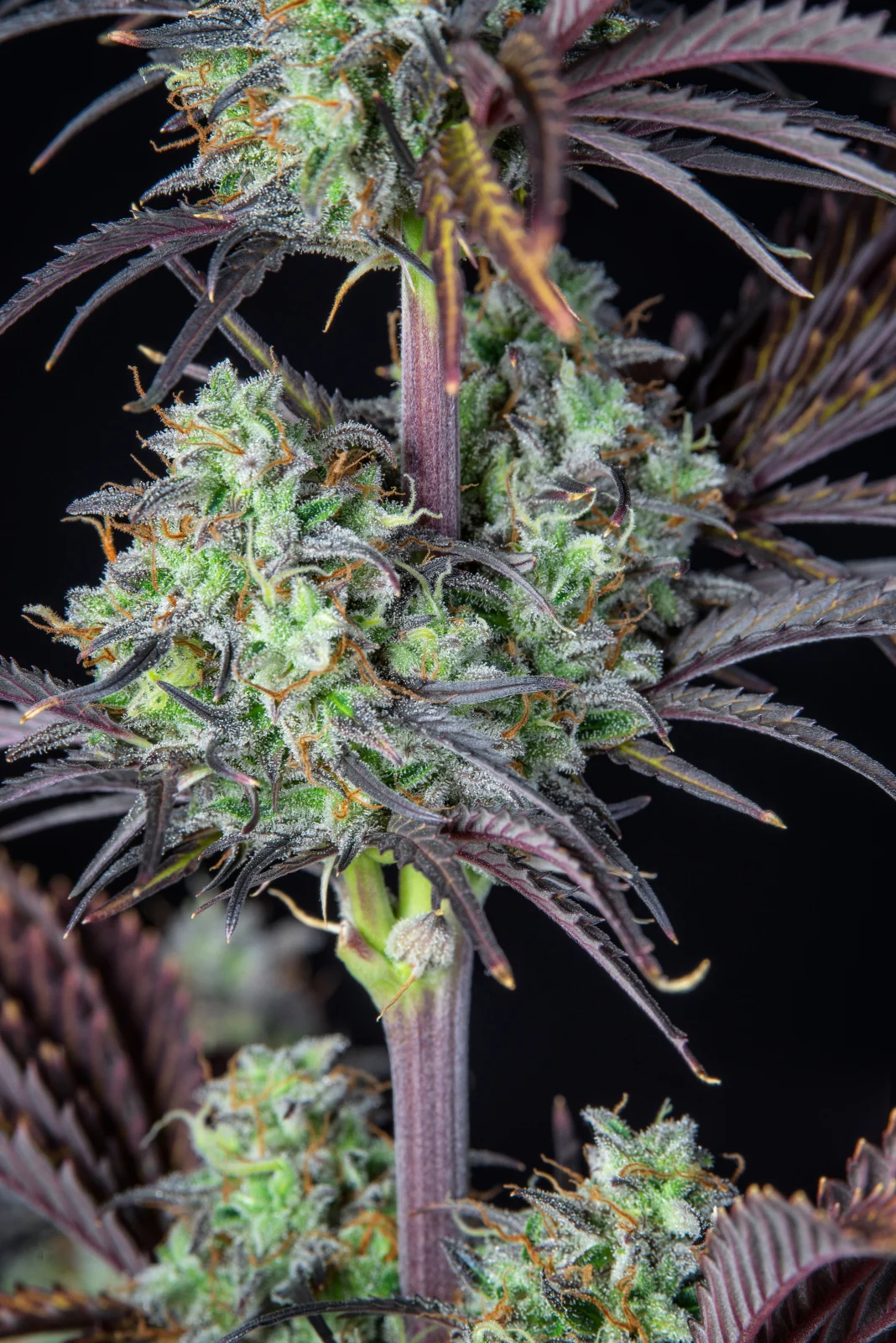 FAST BUDS - Mimosa Cake Auto (x3) - Imagen 11
