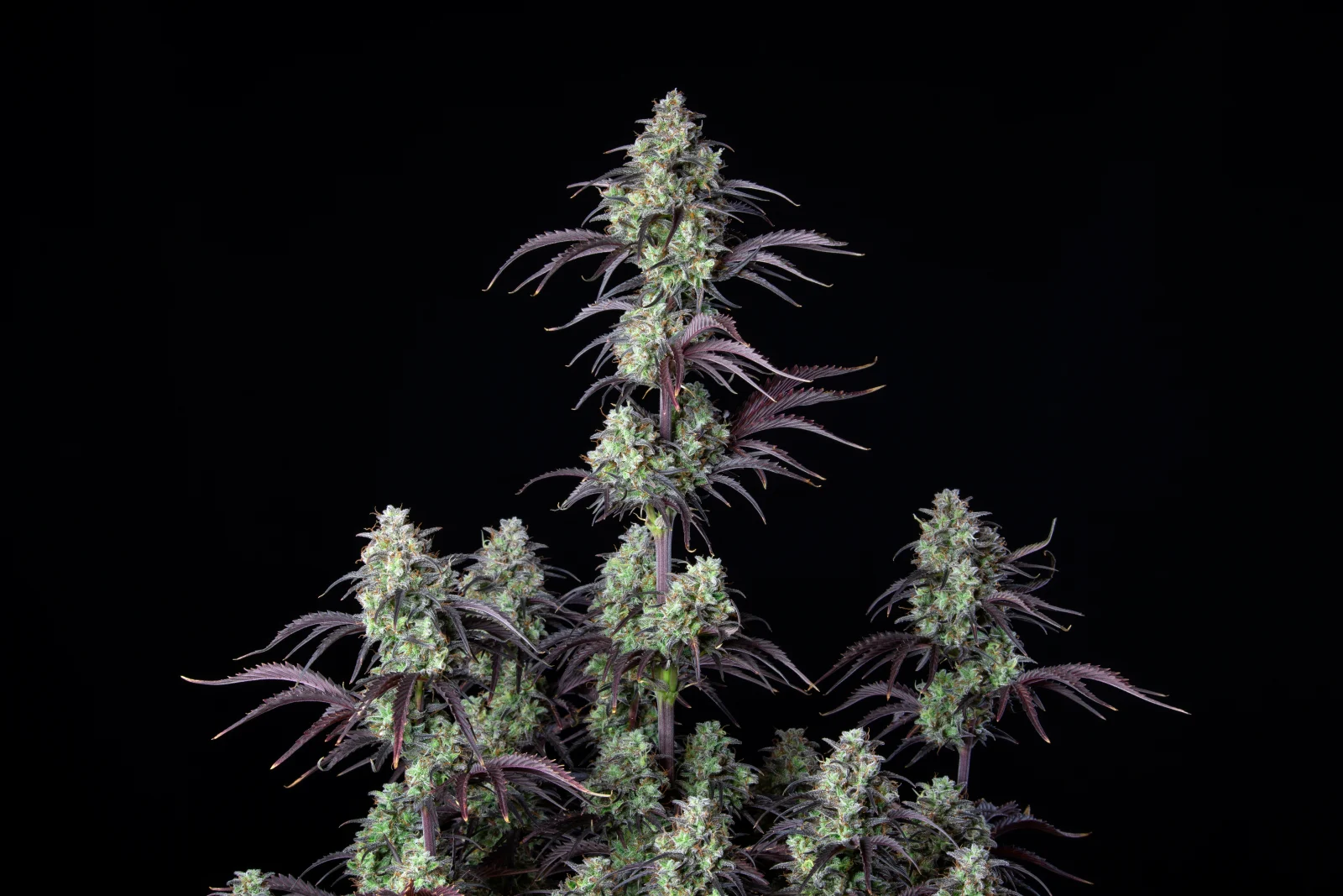 FAST BUDS - Mimosa Cake Auto (x3) - Imagen 3