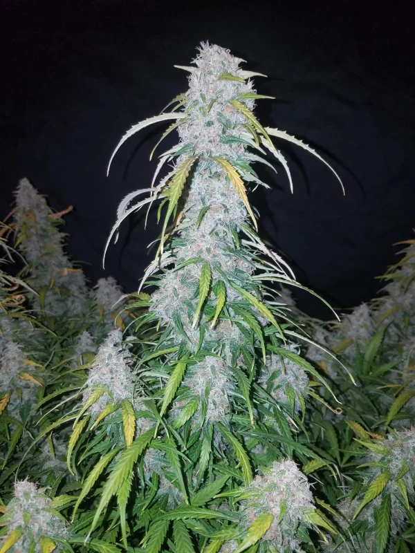 FAST BUDS - Six Shooter Auto (x3) - Imagen 3
