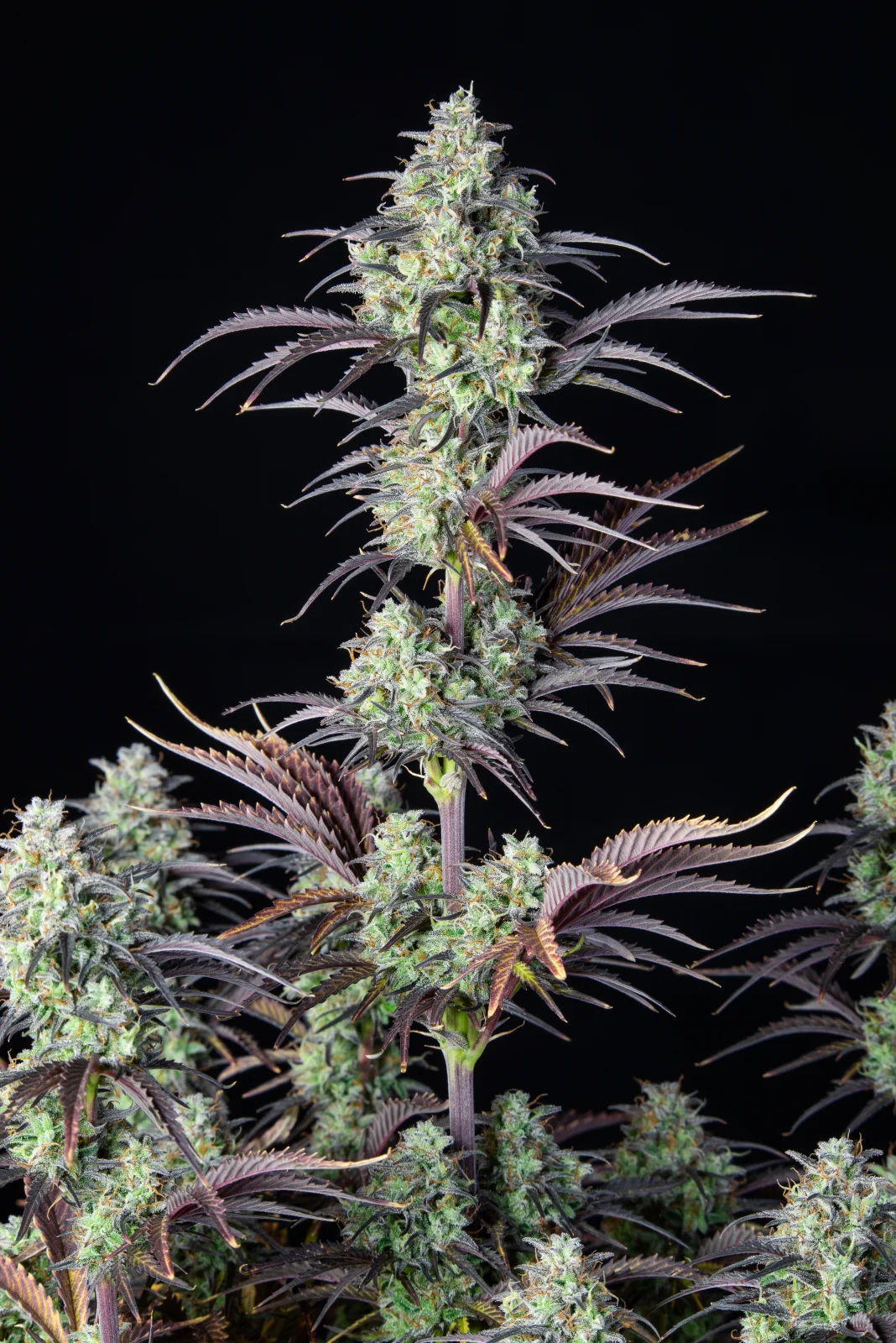 FAST BUDS - Mimosa Cake Auto (x3) - Imagen 4