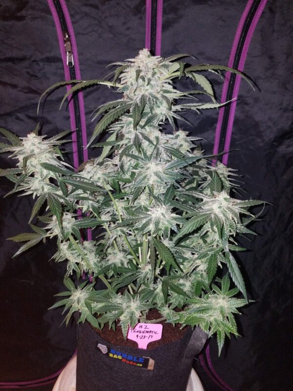 FAST BUDS - Tangie Auto (x3) - Imagen 4