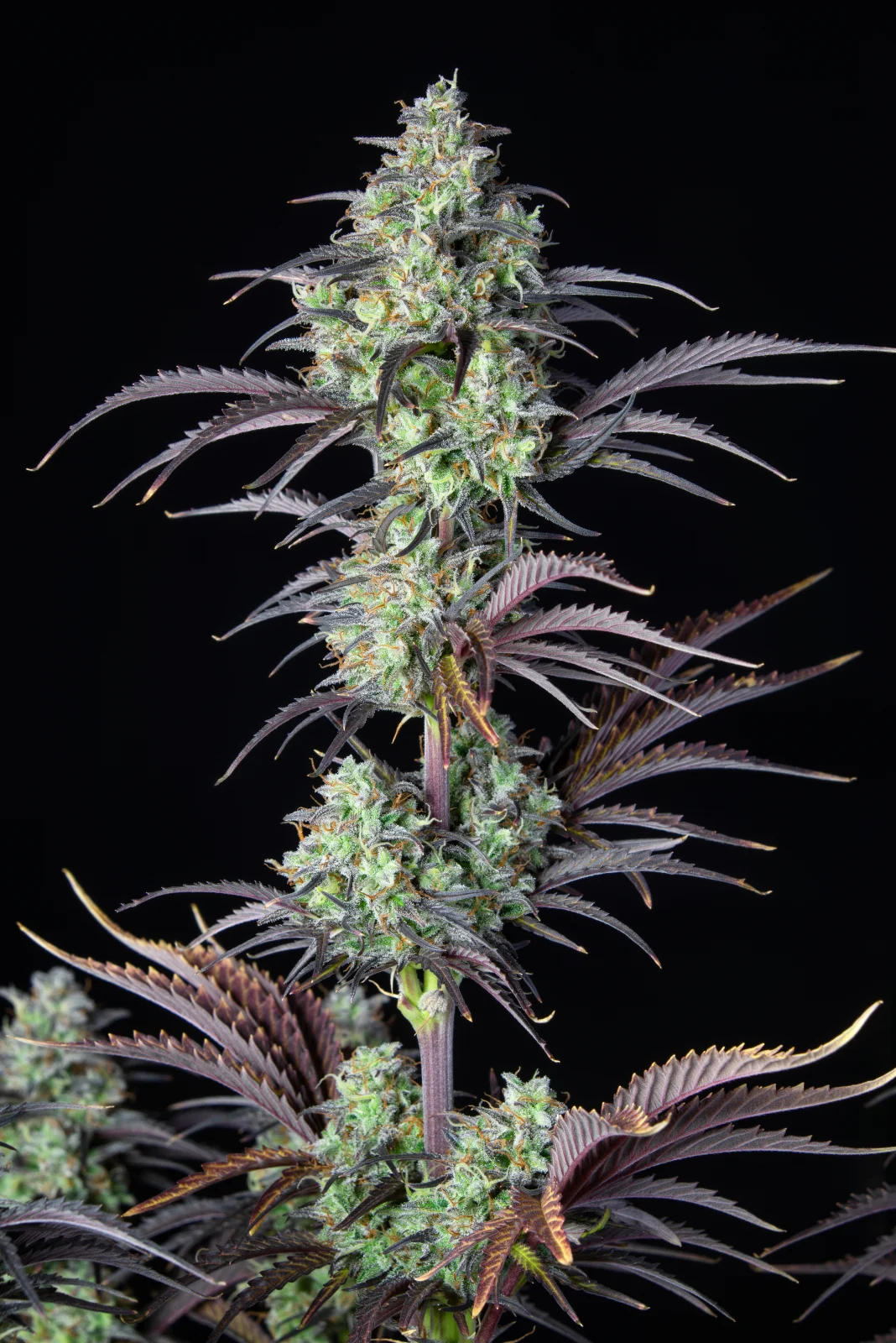 FAST BUDS - Mimosa Cake Auto (x3) - Imagen 5