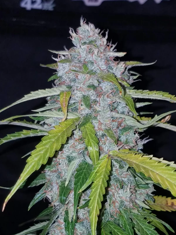 FAST BUDS - Six Shooter Auto (x3) - Imagen 5