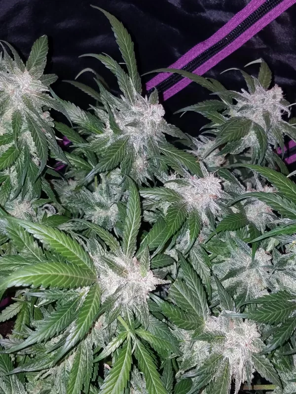 FAST BUDS - Tangie Auto (x3) - Imagen 5