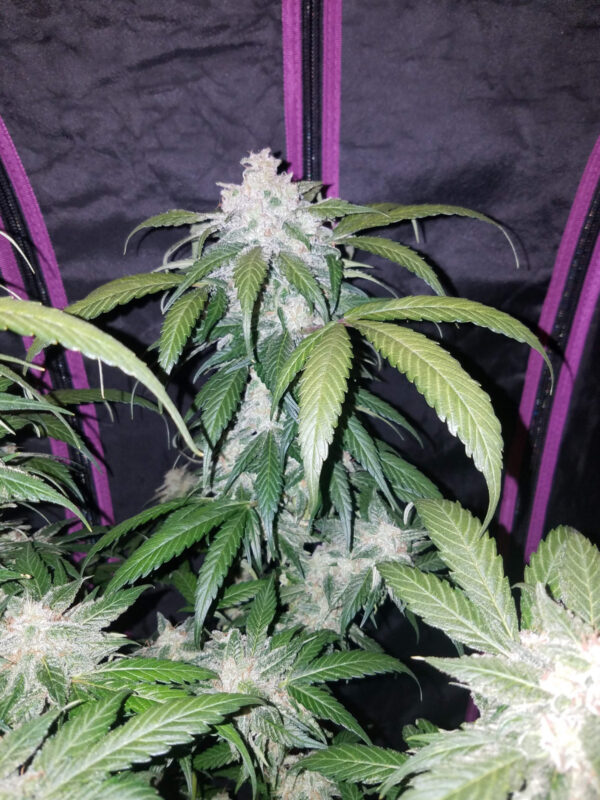 FAST BUDS - Tangie Auto (x3) - Imagen 6