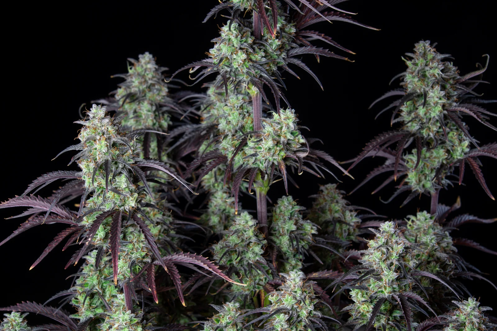FAST BUDS - Mimosa Cake Auto (x3) - Imagen 6