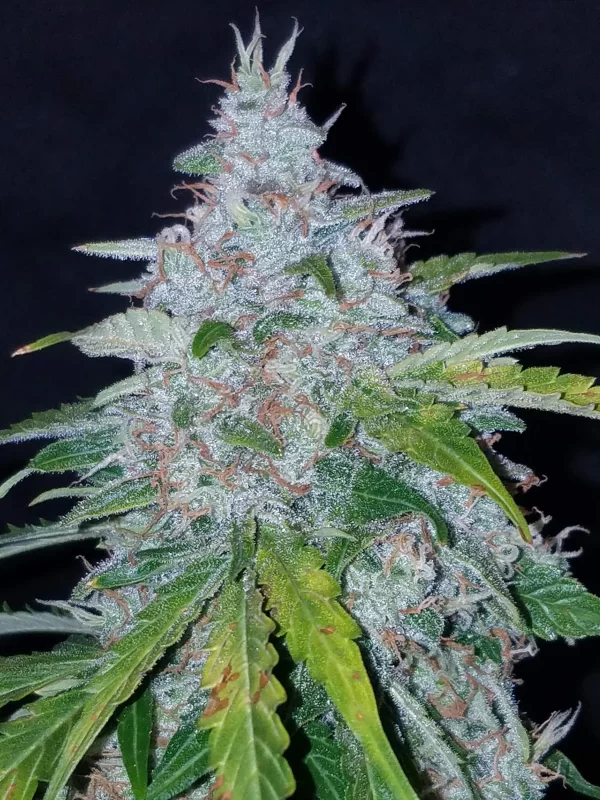 FAST BUDS - Six Shooter Auto (x3) - Imagen 6