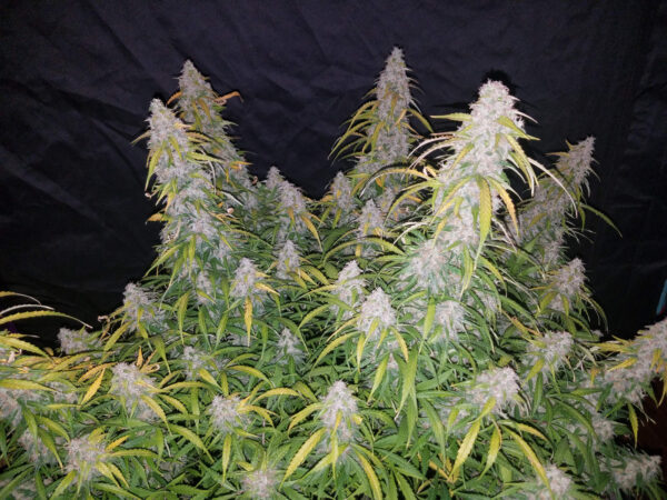 FAST BUDS - Six Shooter Auto (x3) - Imagen 7