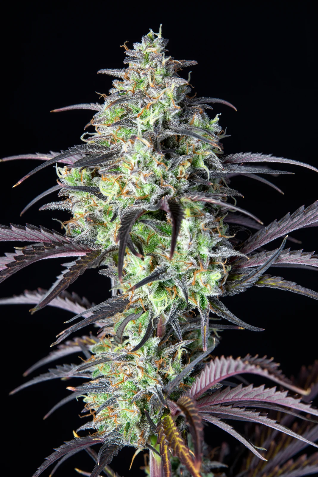 FAST BUDS - Mimosa Cake Auto (x3) - Imagen 7