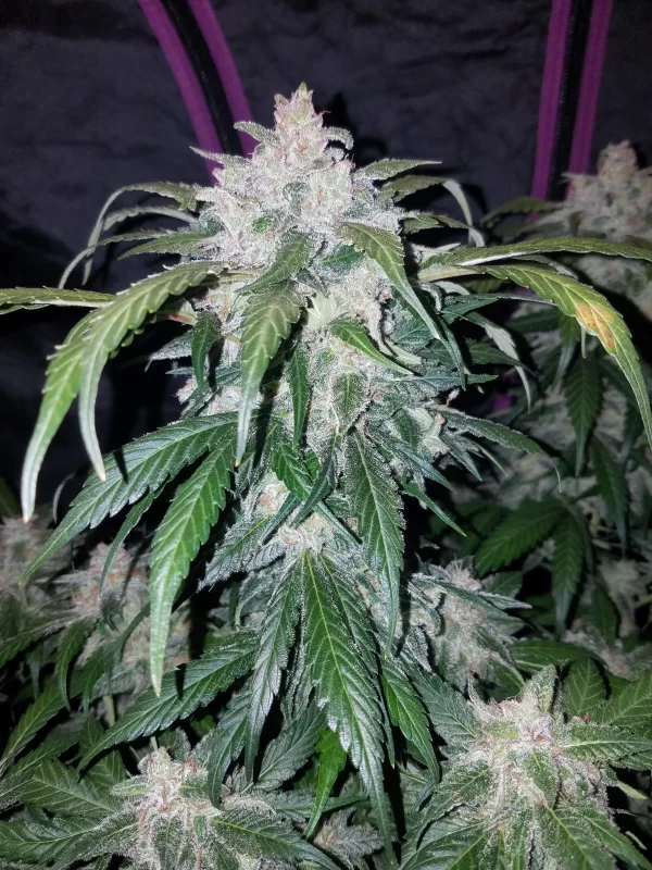 FAST BUDS - Tangie Auto (x3) - Imagen 7