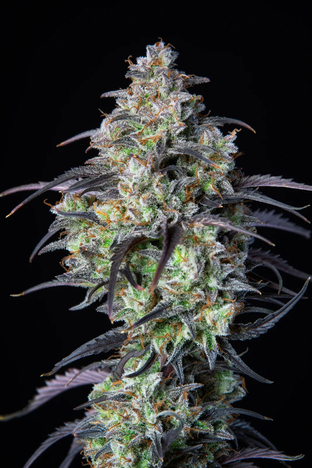 FAST BUDS - Mimosa Cake Auto (x3) - Imagen 8