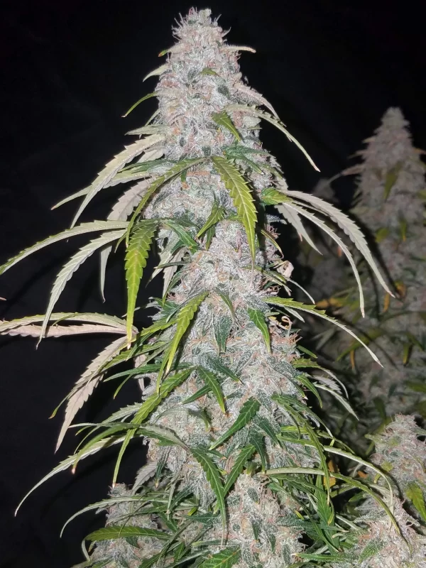 FAST BUDS - Six Shooter Auto (x3) - Imagen 8