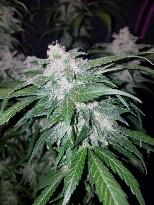 FAST BUDS - Tangie Auto (x3) - Imagen 8