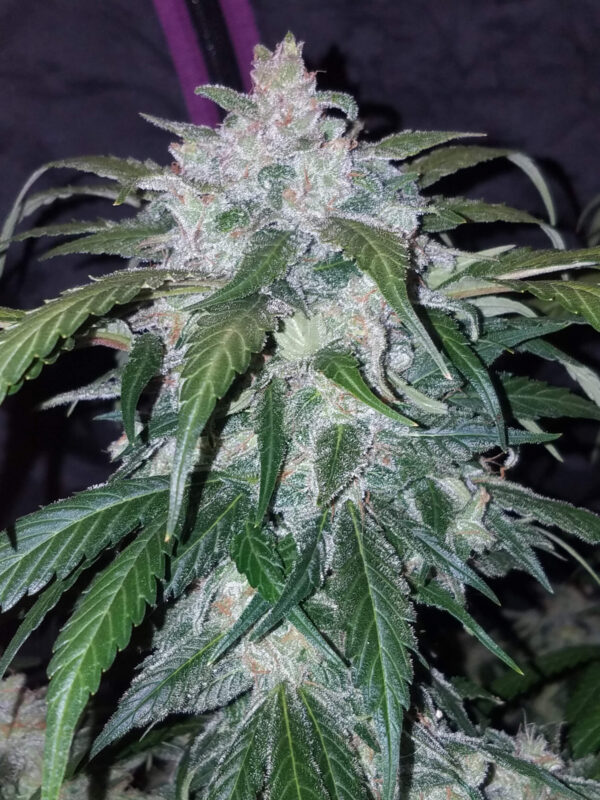 FAST BUDS - Tangie Auto (x3) - Imagen 9