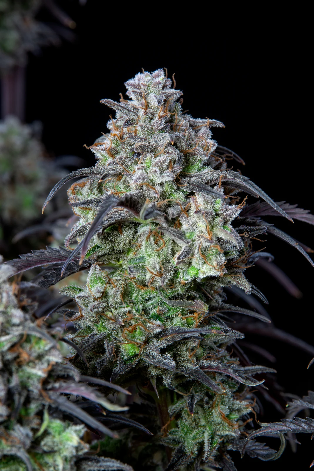 FAST BUDS - Mimosa Cake Auto (x3) - Imagen 9