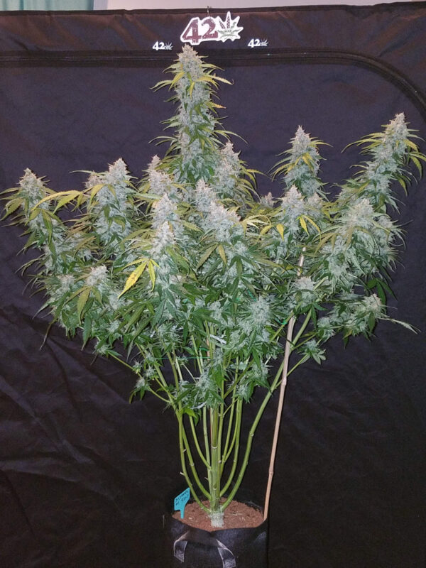 FAST BUDS - Six Shooter Auto (x3) - Imagen 9