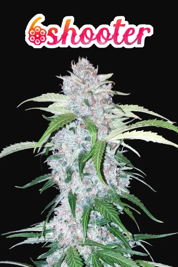 FAST BUDS - Six Shooter Auto (x3) - Imagen 10