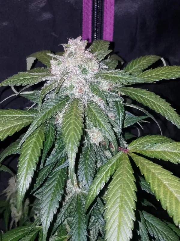 FAST BUDS - Tangie Auto (x3) - Imagen 10