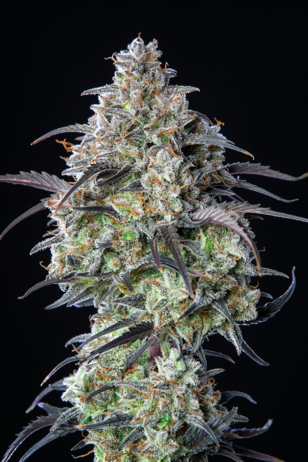 FAST BUDS - Mimosa Cake Auto (x3) - Imagen 10