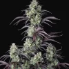 FAST BUDS - Mimosa Cake Auto (x3)