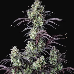 FAST BUDS - Mimosa Cake Auto (x3)