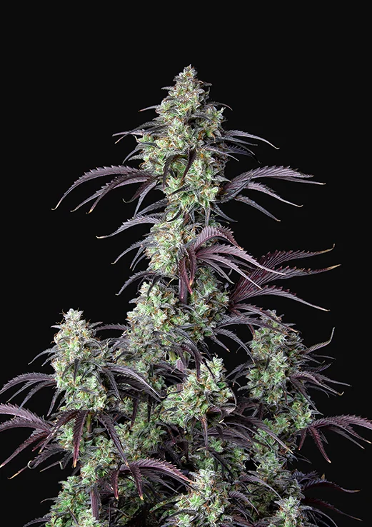 FAST BUDS - Mimosa Cake Auto (x3)