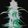 FAST BUDS - Six Shooter Auto (x3)