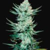 FAST BUDS - Tangie Auto (x3)