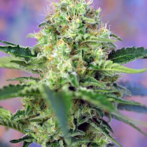 SWEET SEEDS - Crystal Candy (x4)