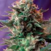 SWEET SEEDS - Jack 47 (x4)