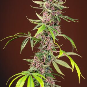 SWEET SEEDS - Red Mandarine F1 Fast Version (x4)