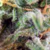 SWEET SEEDS - S.A.D. Sweet Afgani Delicious S1 (x4)