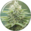 MEDICAL SEEDS - Eboshi CBG (x3)