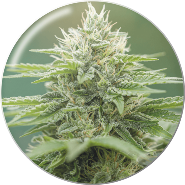 MEDICAL SEEDS - Eboshi CBG (x3)