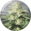 MEDICAL SEEDS - OG Kush CBD (x3)