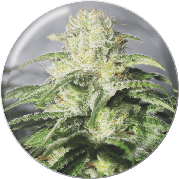 MEDICAL SEEDS - OG Kush CBD (x3)