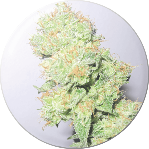 MEDICAL SEEDS - Y Griega CBD (x3)