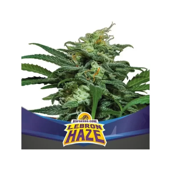 BSF SEEDS - Lebron Haze XXL Auto (x12)