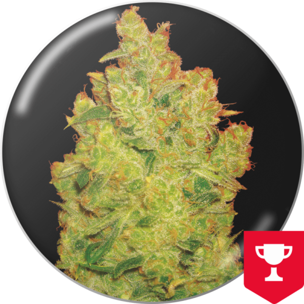 MEDICAL SEEDS - Jack La Mota (x3)