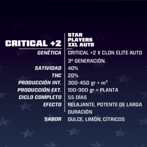 BSF SEEDS - Critical +2 XXL Auto (x4)