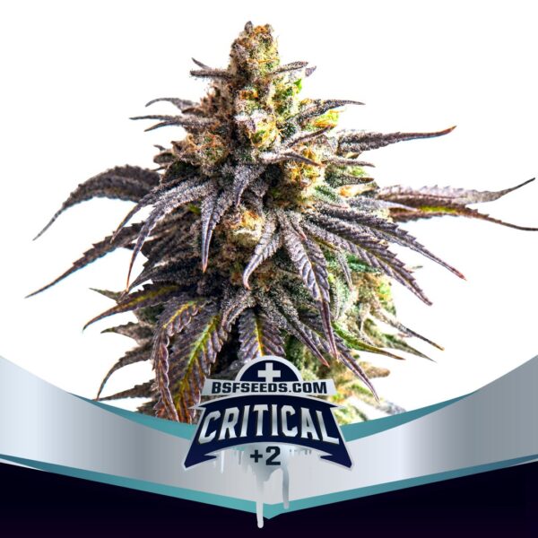 BSF SEEDS - Critical +2 XXL Auto (x4)