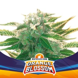 BSF SEEDS - Orange Blossom XXL Auto (x7)