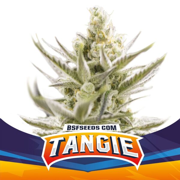 BSF SEEDS - Tangie XXL Auto (x4)