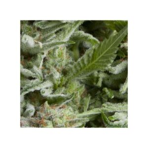 PYRAMID SEEDS - Auto Alpujarreña (x4)