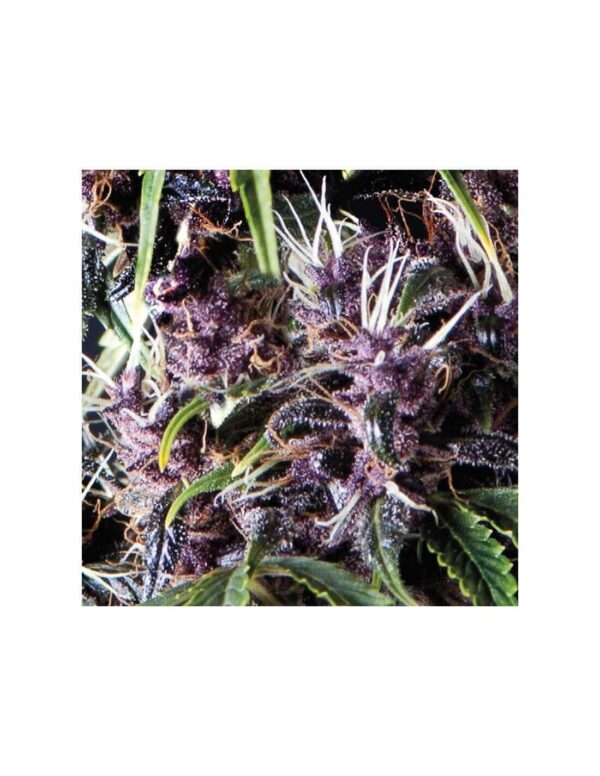 PYRAMID SEEDS - Auto Purple (x1)