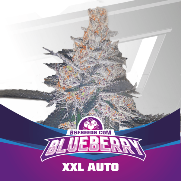 BSF SEEDS - Blueberry XXL Auto (x12)