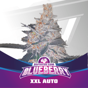 BSF SEEDS - Blueberry XXL Auto (x4)